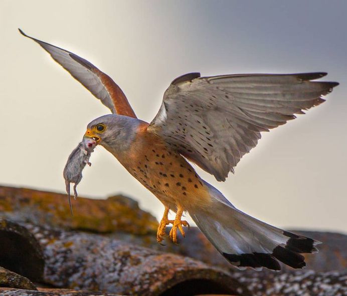 #only_raptors: Beautiful Birds of Prey Photography by Luciano Piazza
