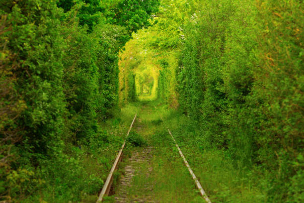 Tunnel -like path covered with bushes and trees with light at the end