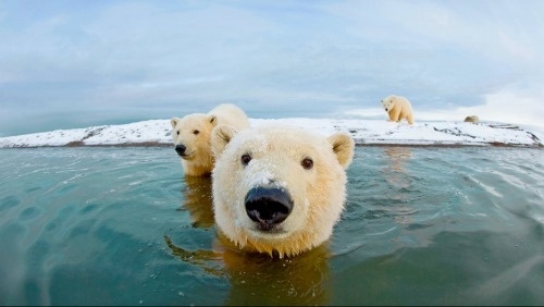 F&O FABFORGOTTENNOBILITY #bear #polar #animals