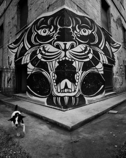 Lover & Scorpio #old #school #lion #agressive #illustration #panther #street #tiger
