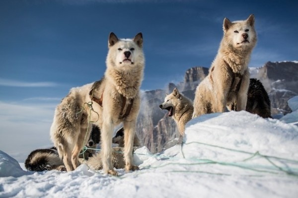 Greenland 8 #photography #dogs #greenland