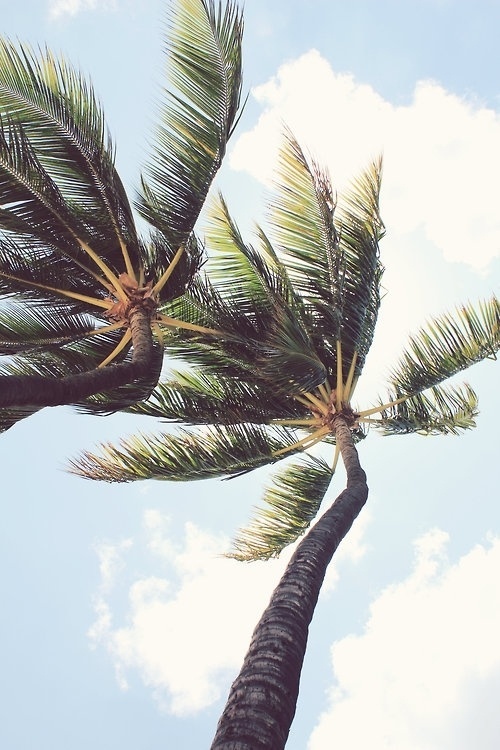 T H R T B R K R S #holidays #palm #photography #summer #trees