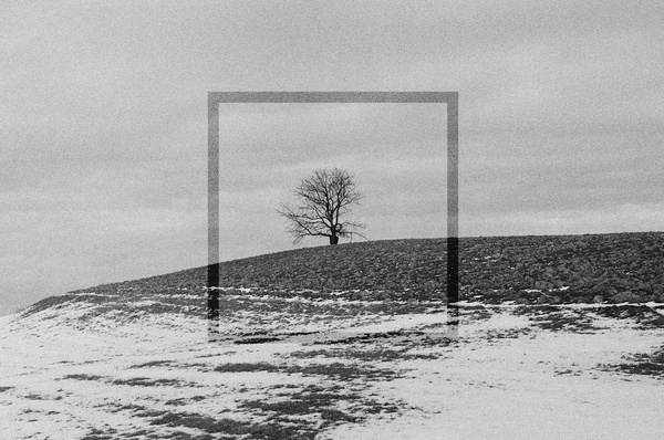 Blog Stefan Joch | Graphic #tree #print #design #graphic #square