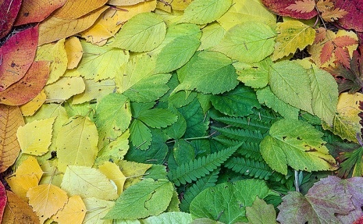 Picture+29.png 632×390 pixels #leaves