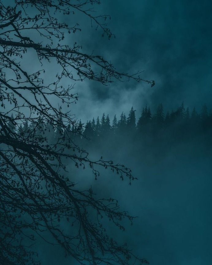 Breathtaking Moody and Mysterious Forest Photography by Dylan Furst