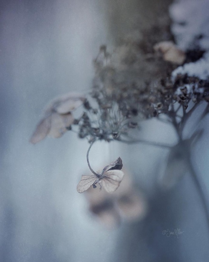 Fine Art Flowers Photography by Sara Möller