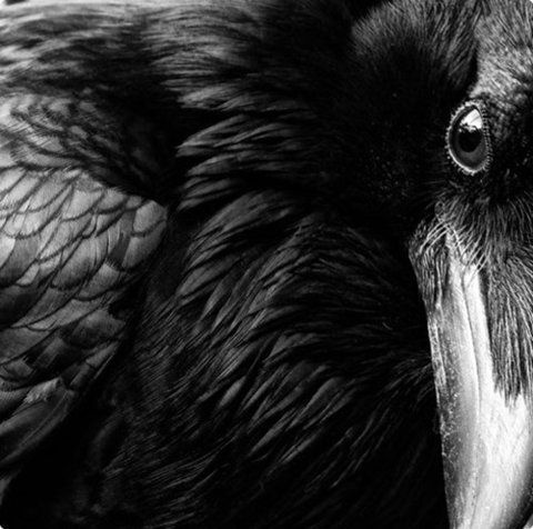 raven #photography #raven