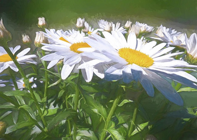 daisy painting & daisy paint by number #painting