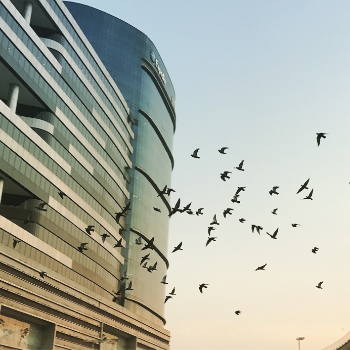 Freestyle #freedom #corporate #building #birds #gang