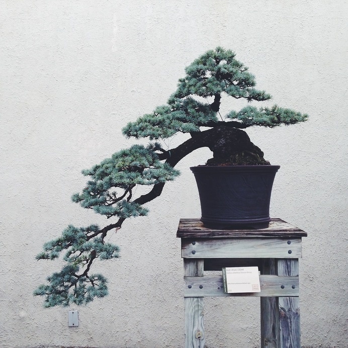 bonsai #bon