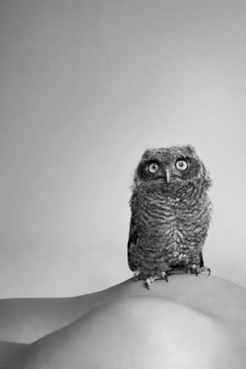 Ryan McGinley #mcginley #photography #ryan #owl