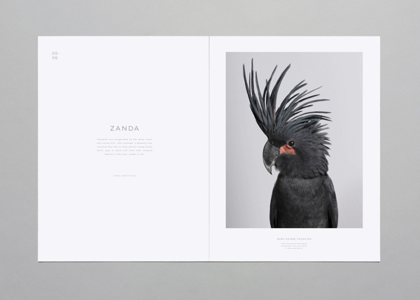 Birds on Behance #birds #behance
