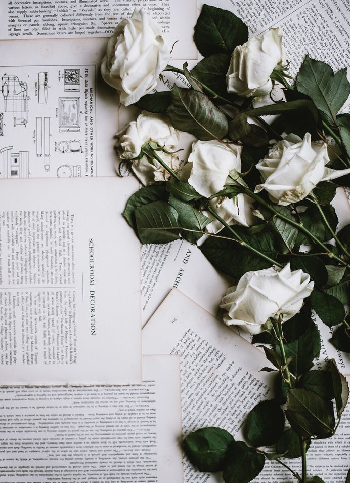 White roses laid out on torn out book pages