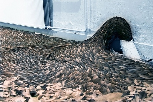 Kate MccGwire | www.katemccgwire.com | Work - 2009 #flow #feathers #installation