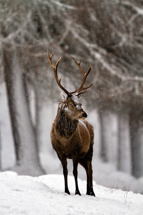 Schedvin #christmas #deer #snow