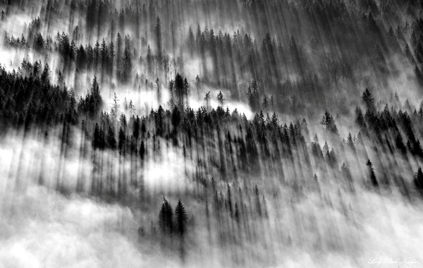 wow #shadows #fog #inspire #photo #mood #forest #bw #beauty
