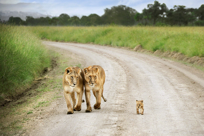Masai Mara, Kenya TPOTY David Lazar #cub #lion #africa #big #cat #parents #photography #lioness #cute #animal #beauty