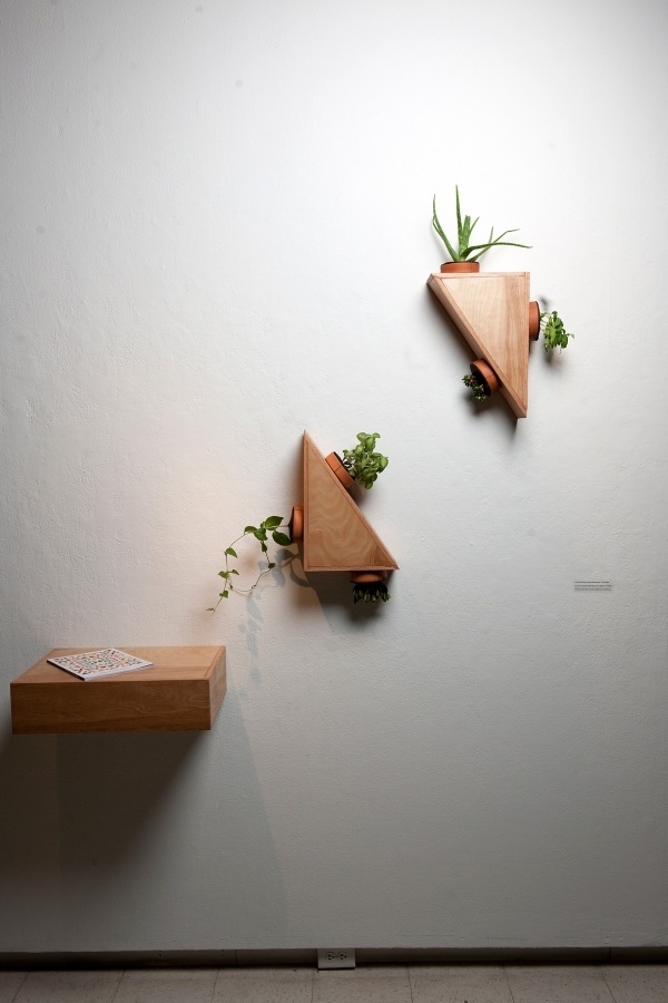 Indoor Plant Module #plants