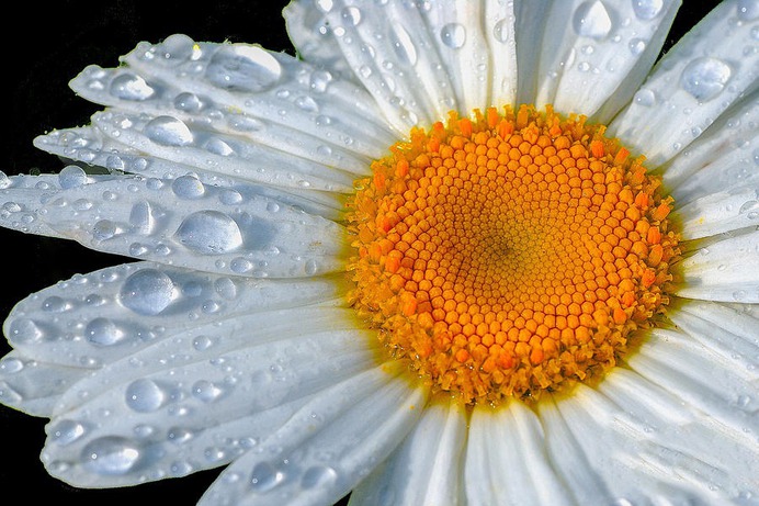 daisy painting & daisy paint by number #painting