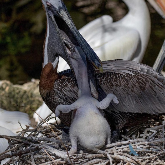 Birds of Florida: Fabulous Bird Photography by Andrea Pico Estrada