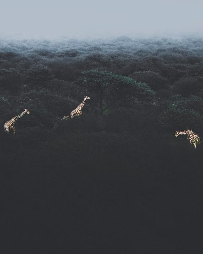 Breathtaking Portraits of Wild Animals by Donal James Boyd