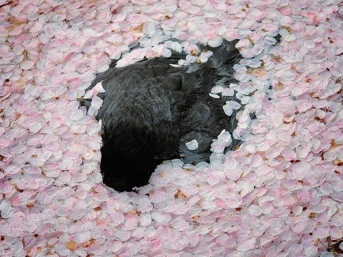 DETHJUNKIE* #deadbird