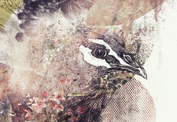 The bird project on Behance #birds #illustration #poster #realistic #collage