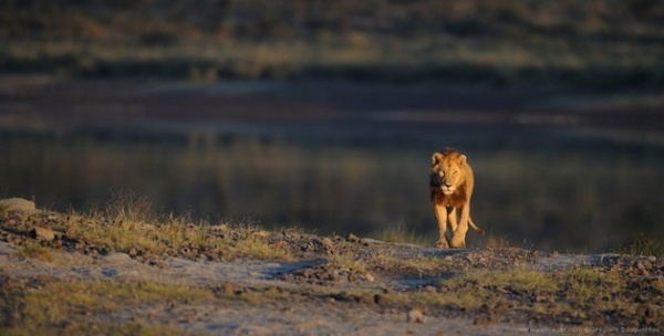 Wildlife Photography by Gregoire Bouguereau #nature #wildlife #photography #animals