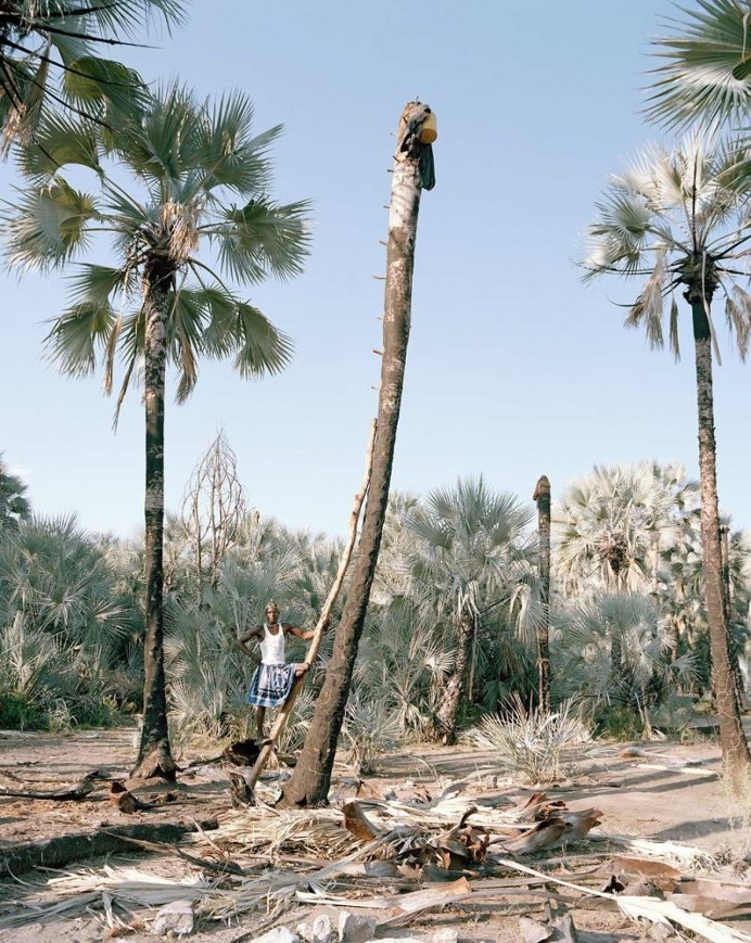 Palm Wine Collectors by Kyle Weeks