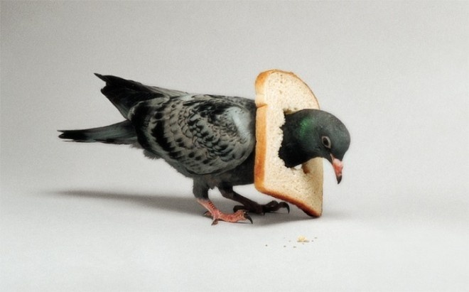 photo manipulation by nancy fouts #sculpture #bizarre #photo #eat #bird #pigeon #photography #manipulation #stuck #crumbs #bread