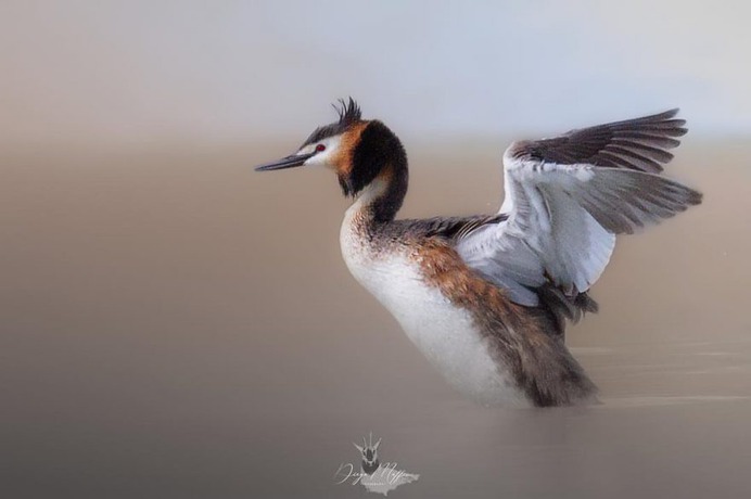 #birds_adored: Wonderful Birds Photography by Diego Maffina