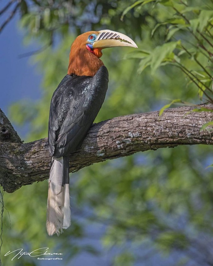 Birds of India: Majestic Birds Photography by Nitin A.Chavan