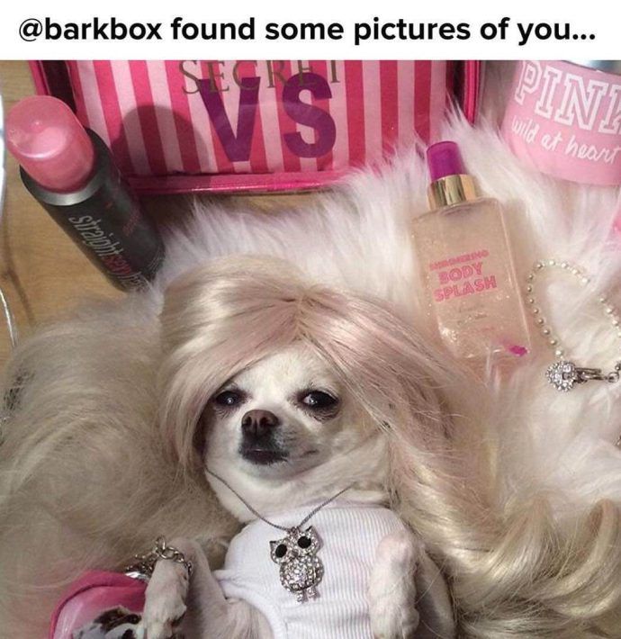 Most Dog Friendly Stores in America - Sephora