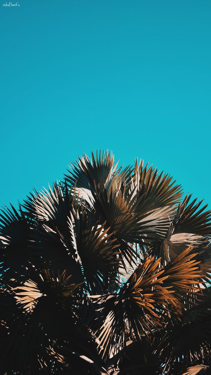 Blue sky, tree, sky and green HD photo by Oliver Cole (@o_j_cole) on Unsplash