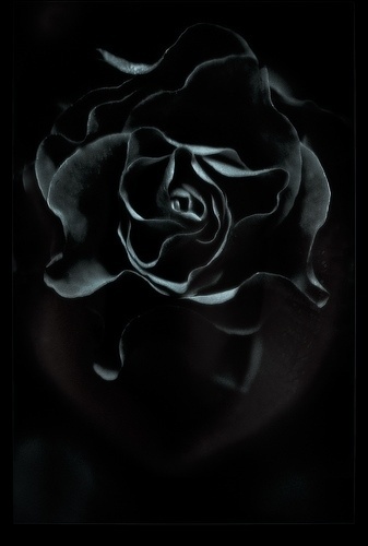 All sizes | roses and roses | Flickr - Photo Sharing! #flower #rose #photography #black