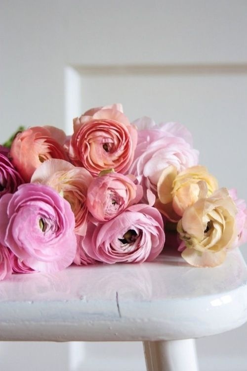 (9) Likes | Tumblr #pink #floral #roses #flower
