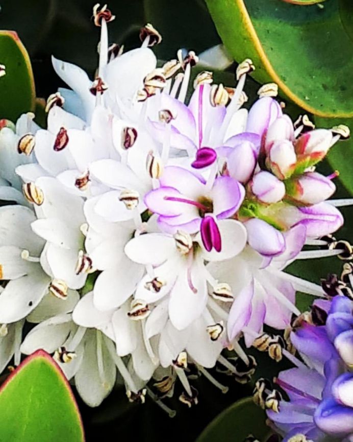 Hebe Flower Picture