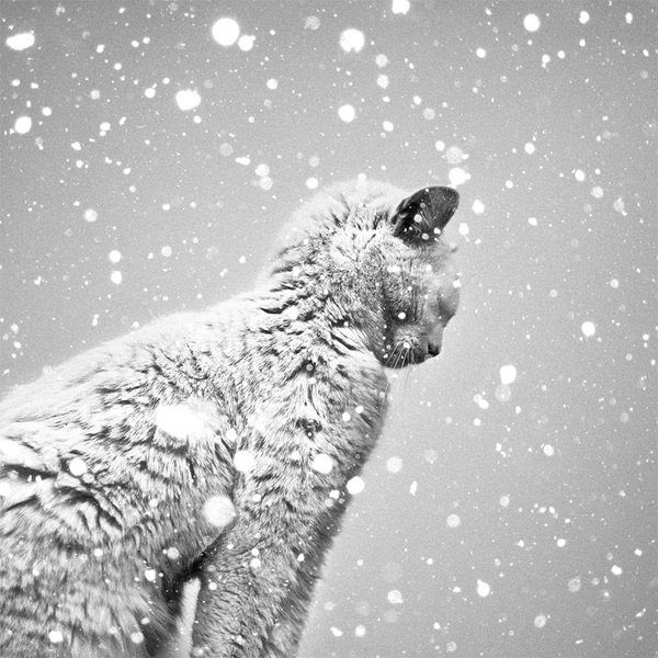 Cat #beauty #white #cold #snow #black #cat #photography #and #animal #winter