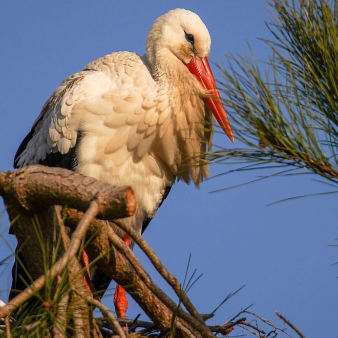 #eye_spy_birds: Beautiful Birds Photography by Dan Gibson