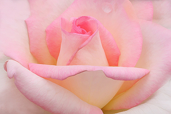 45 Beautiful Pictures of Roses #beautiful #pictures #roses