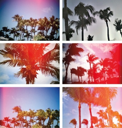 http://www.blondegotblues.com/ #inspiration #palm #graphic #photography #leaky #trees