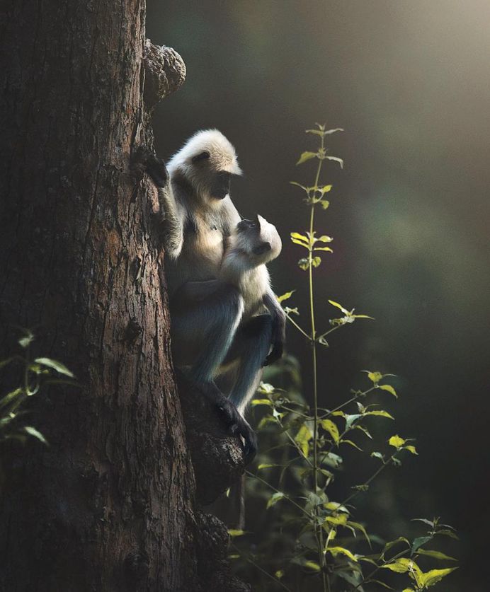 Unforgettable Portraits of Wild Animals by Shaaz Jung
