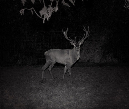 patrick hogan_solitary half mad_deer.jpg (580×491) #patrick #ireland #photography #hogan