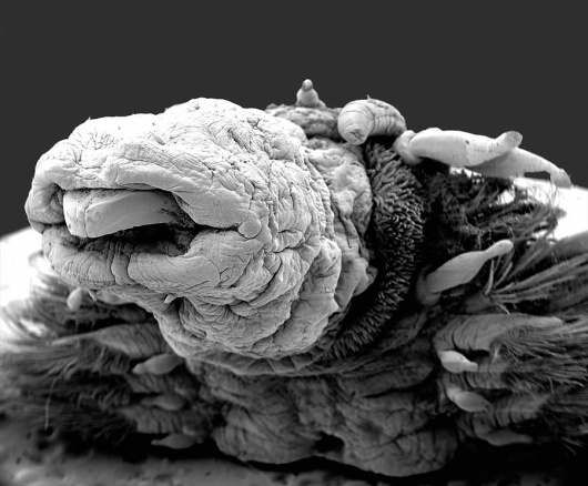 If only you could see what I have seen with your eyes - but does it float #microscopic #photography