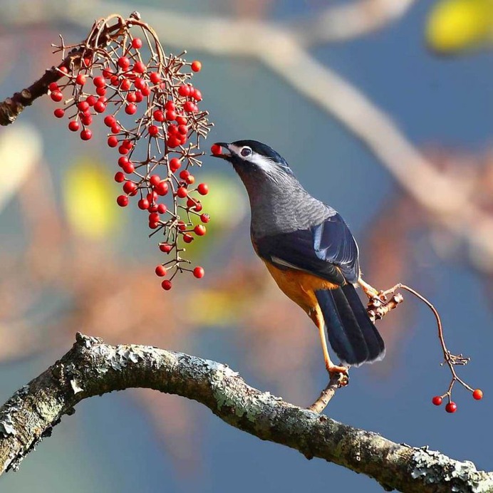 Birds of Taiwan: Brilliant Birds Photography by Chen Chengguang