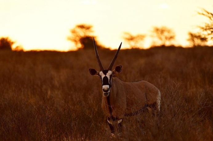 Astonishing Wild Animals Photography in Africa by Steven Dover