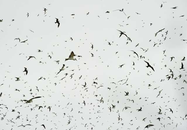 Bird Photography by Stefano Unterthiner #inspiration #photography #animal