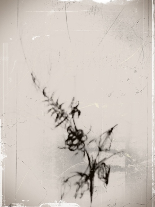 fade in #flowers