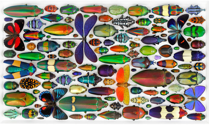 Christopher Marley Pheromone Design #bugs