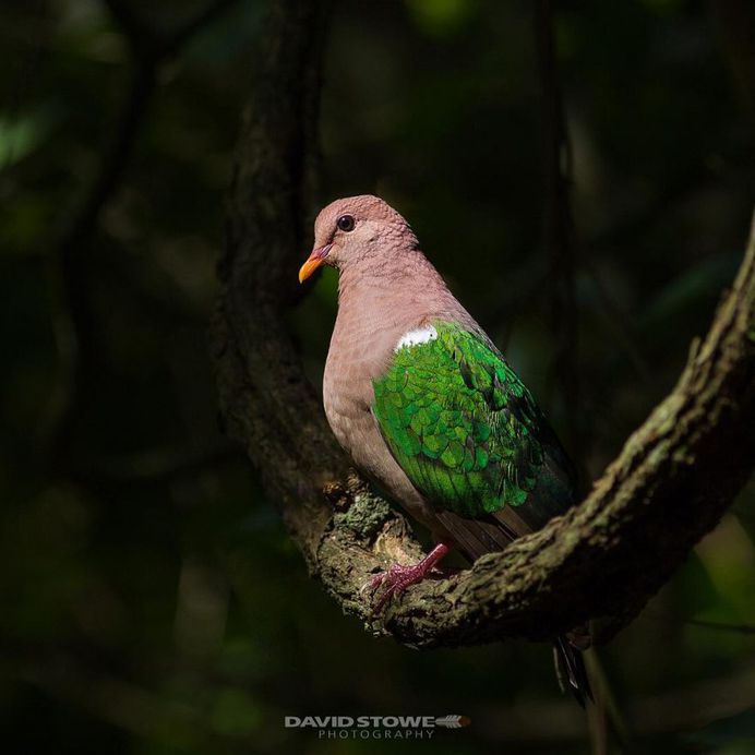 Breathtaking Wildlife Bird Photography by David Stowe